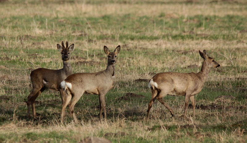 Rehe am Abend