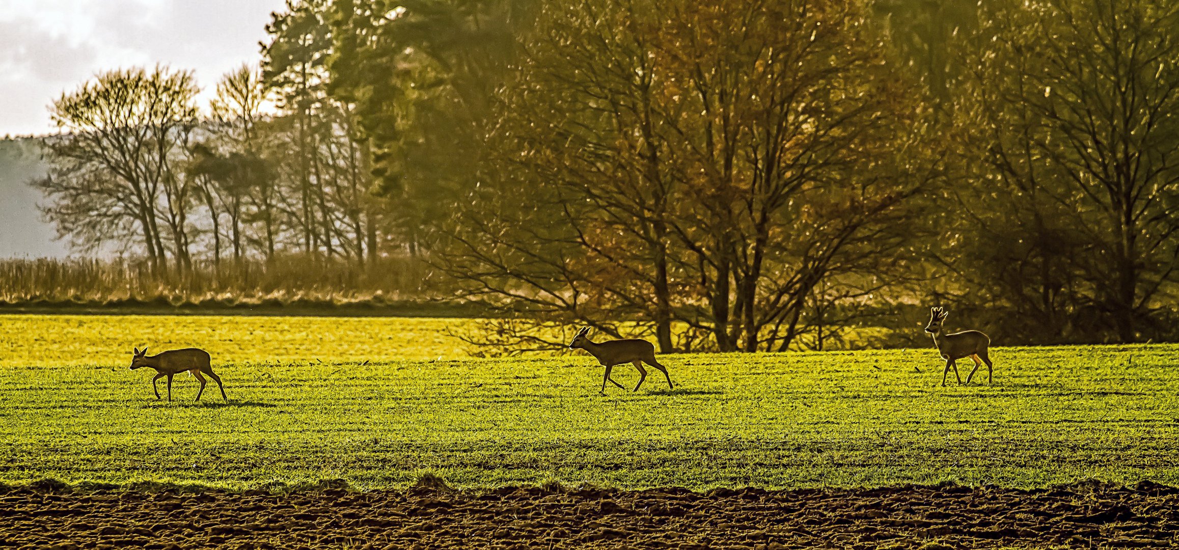 Rehe am Abend - leider mit Gegenlicht