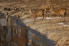 Rehe am Bach