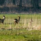 Rehe am Fahrländer See