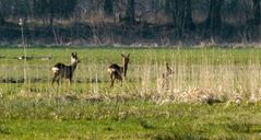 Rehe am Fahrländer See