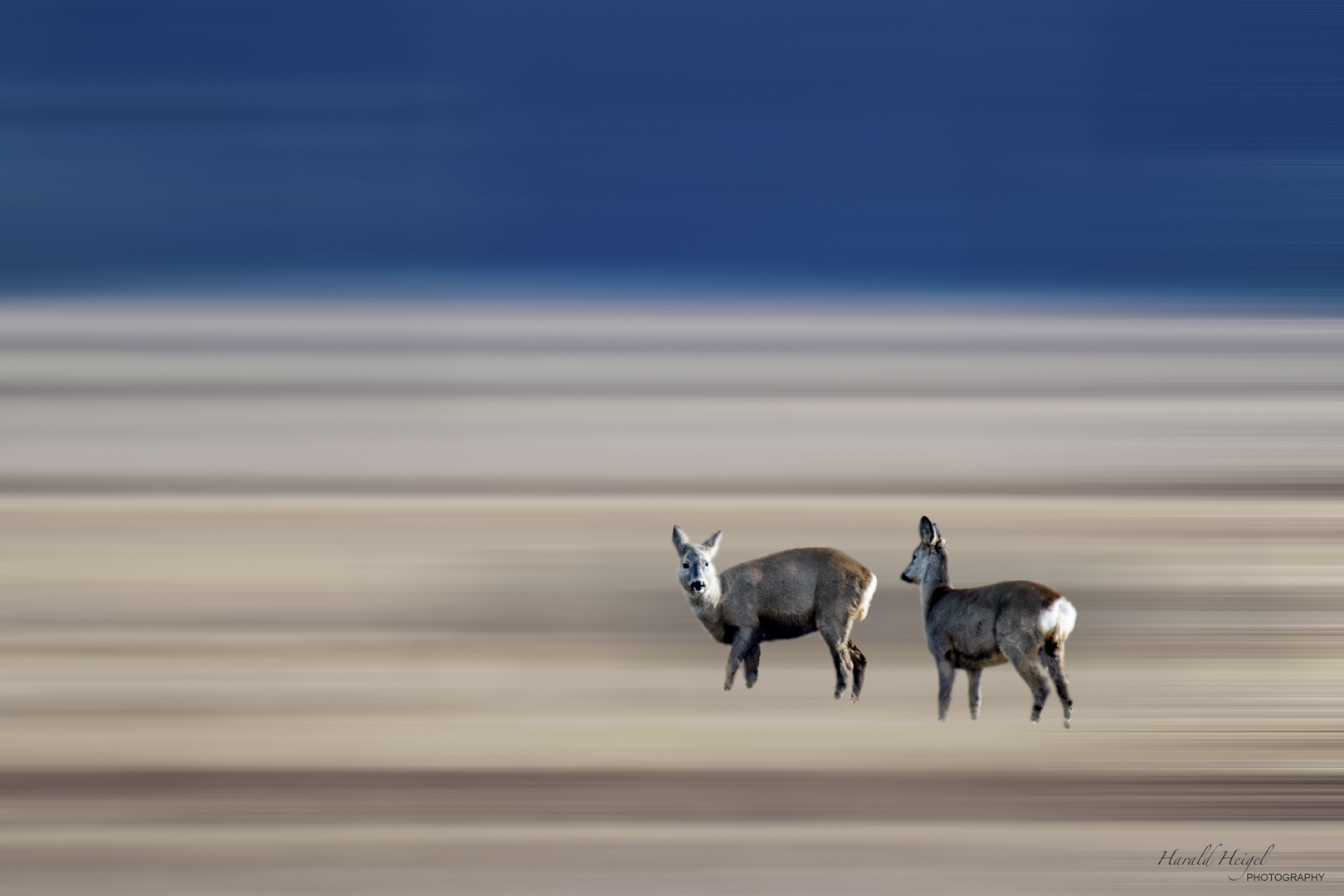 Rehe am Federsee