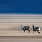 Rehe am Federsee