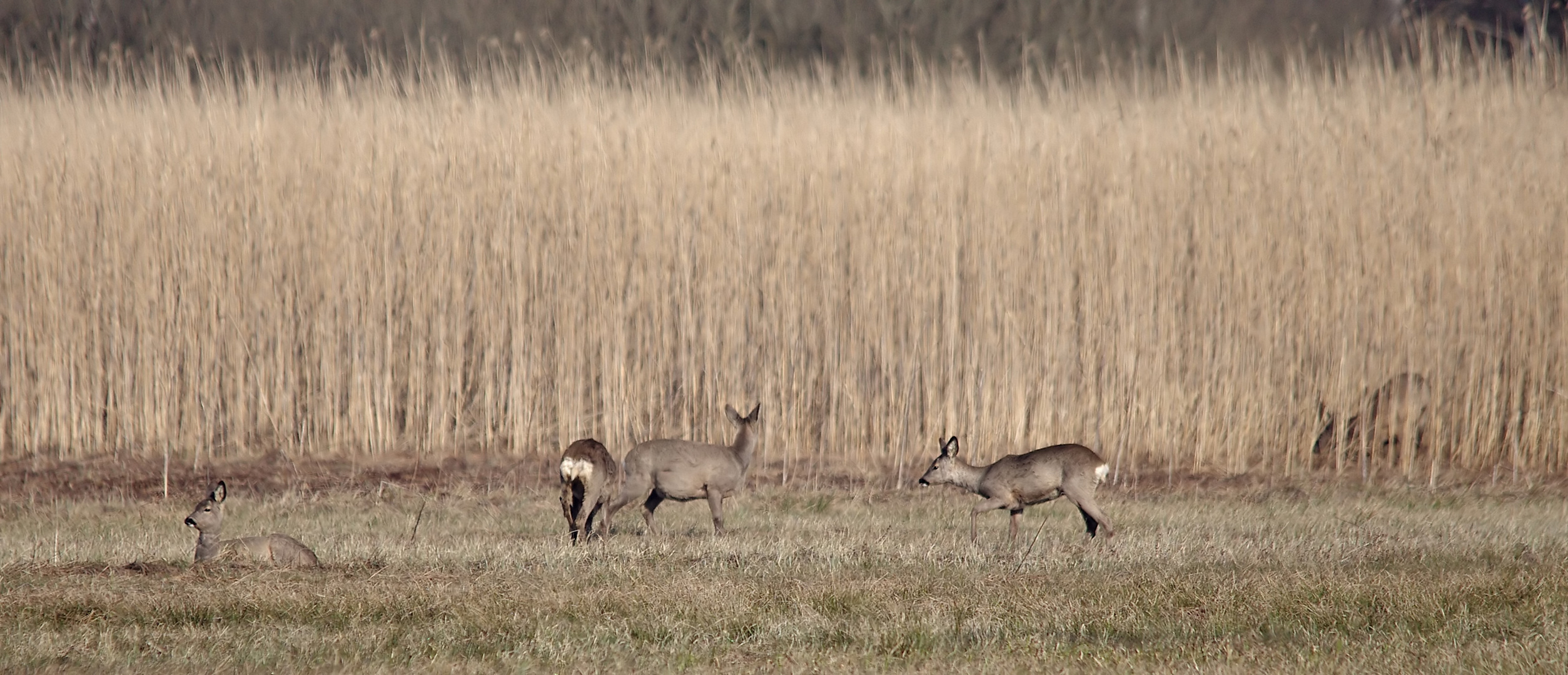 Rehe am Federsee - erstmal Pause machen...