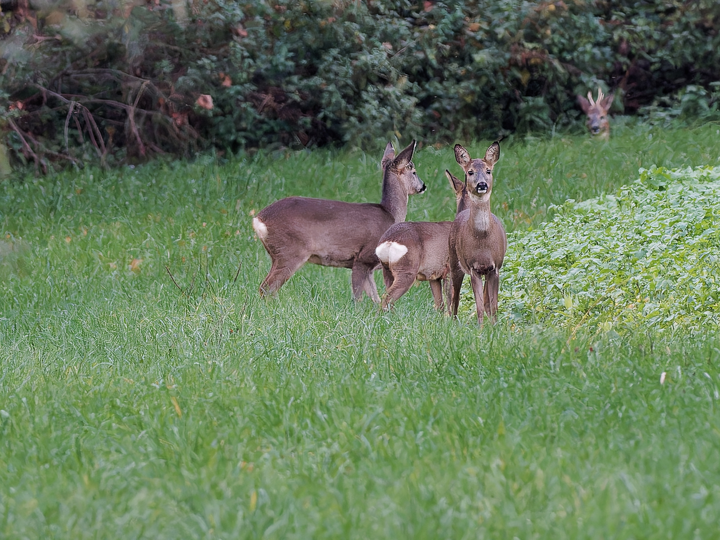 Rehe am Feldrand 