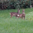 Rehe am Feldrand 