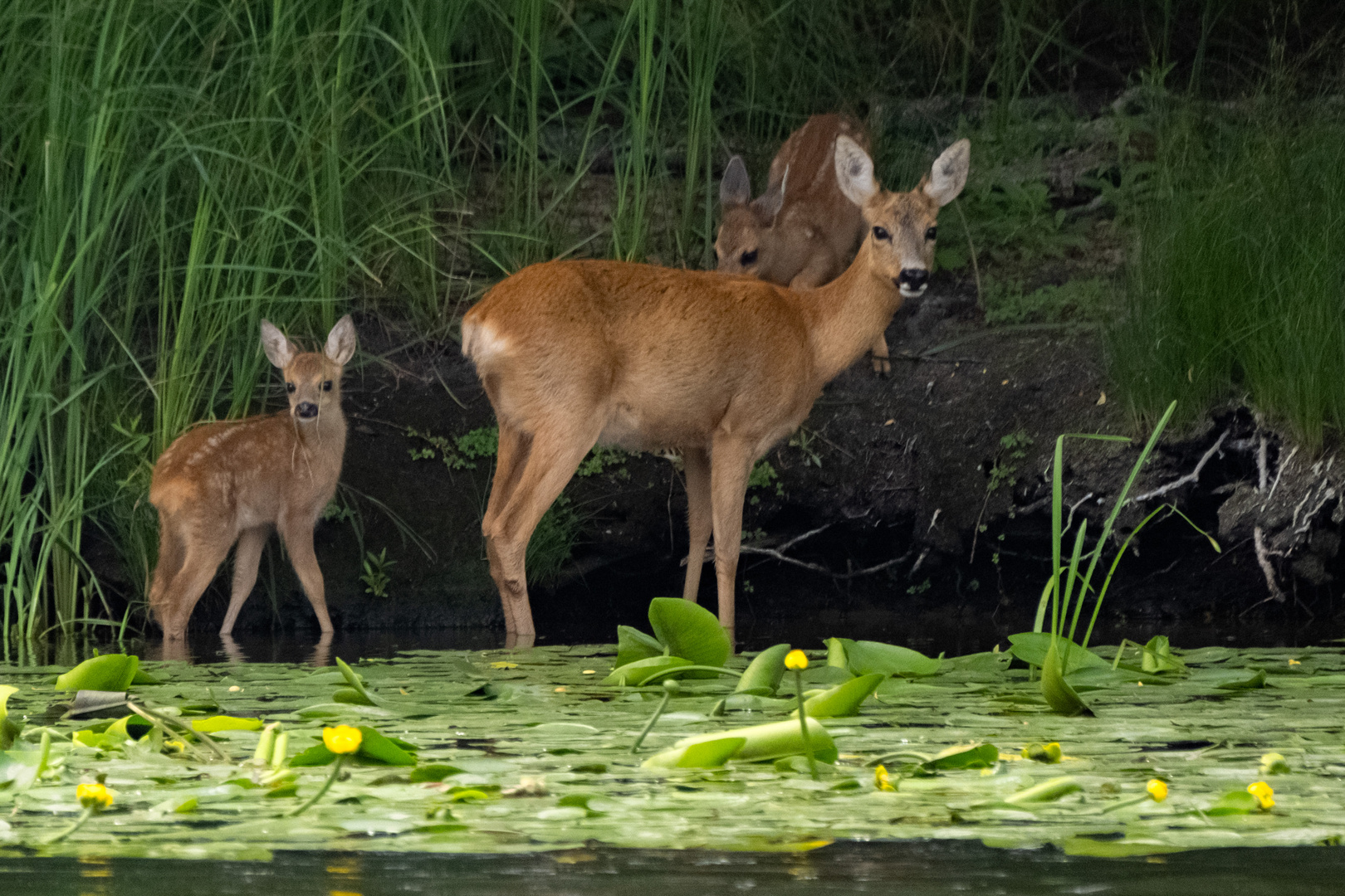 Rehe am Fluss