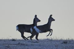 Rehe am frühen Morgen