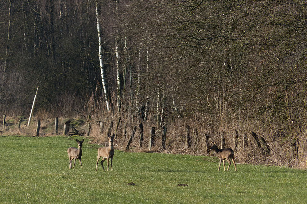 Rehe am Gildehauser Venn 2