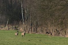 Rehe am Gildehauser Venn 2