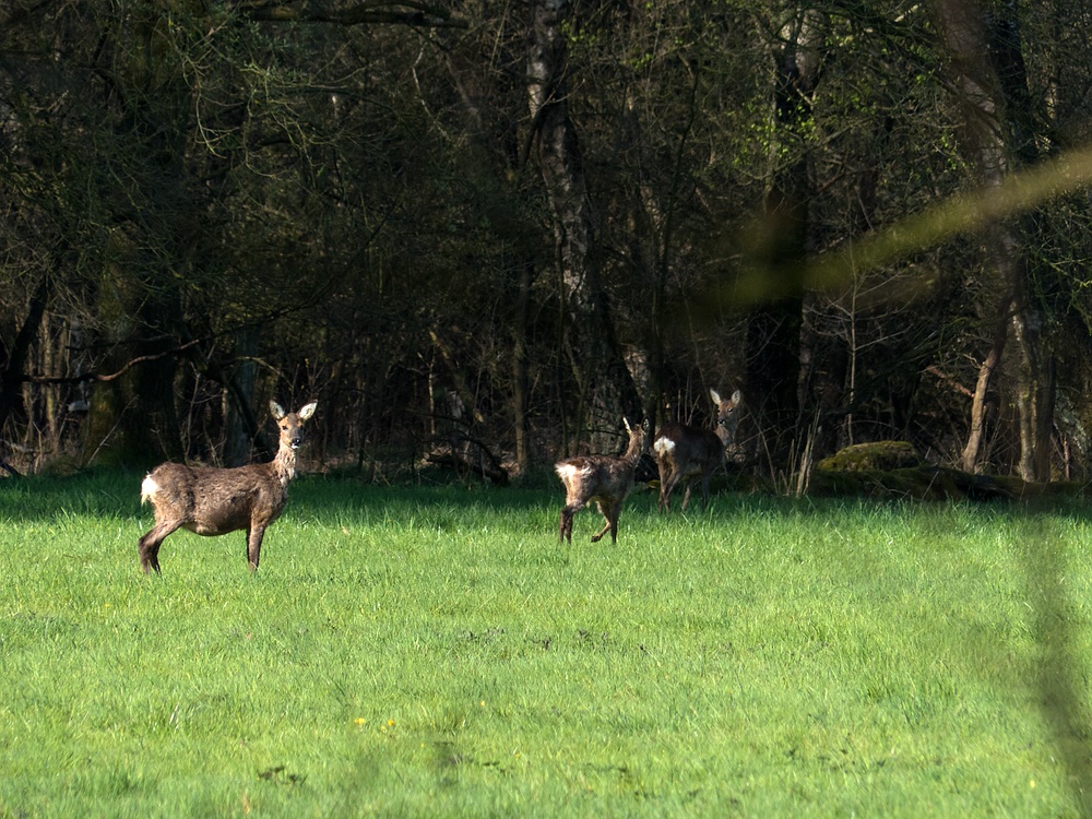 Rehe am Gildehauser Venn