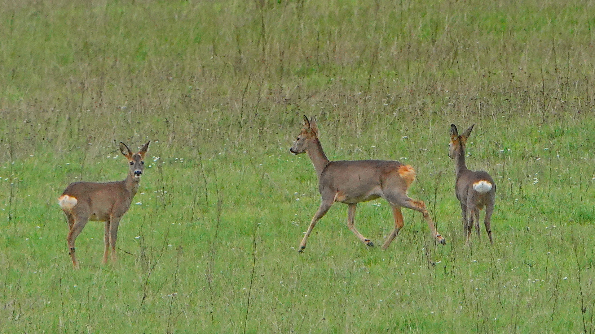 Rehe am Gübser Damm