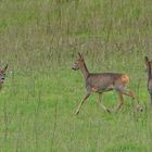 Rehe am Gübser Damm