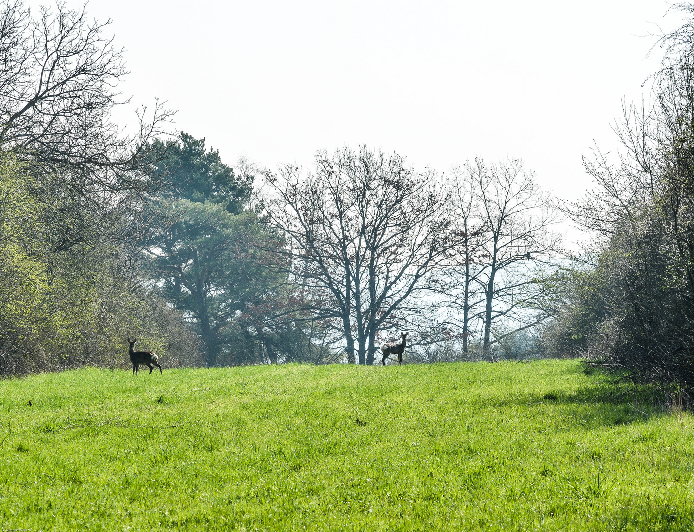 Rehe am hellen Tag auf der Wiese