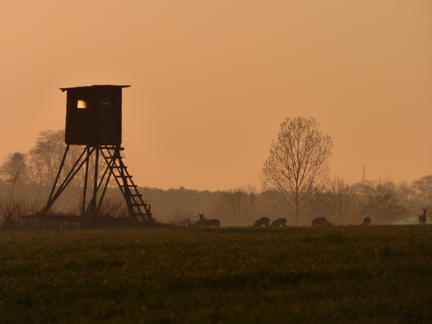 Rehe am Hochsitz - Abendstimmung