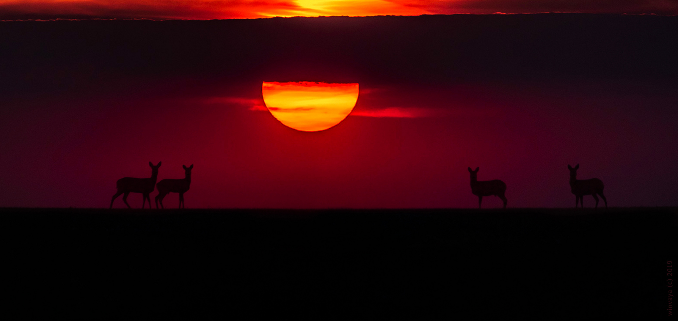 Rehe am Horizont