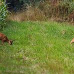 Rehe am Maisfeld