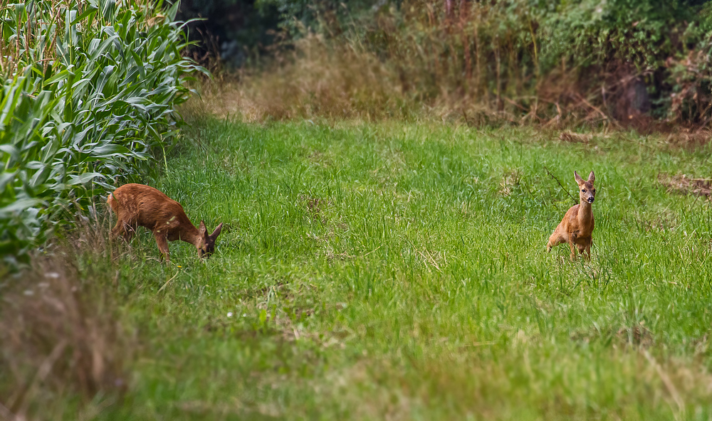 Rehe am Maisfeld