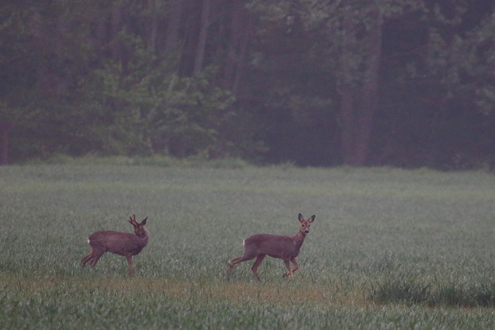 Rehe am Morgen . . .