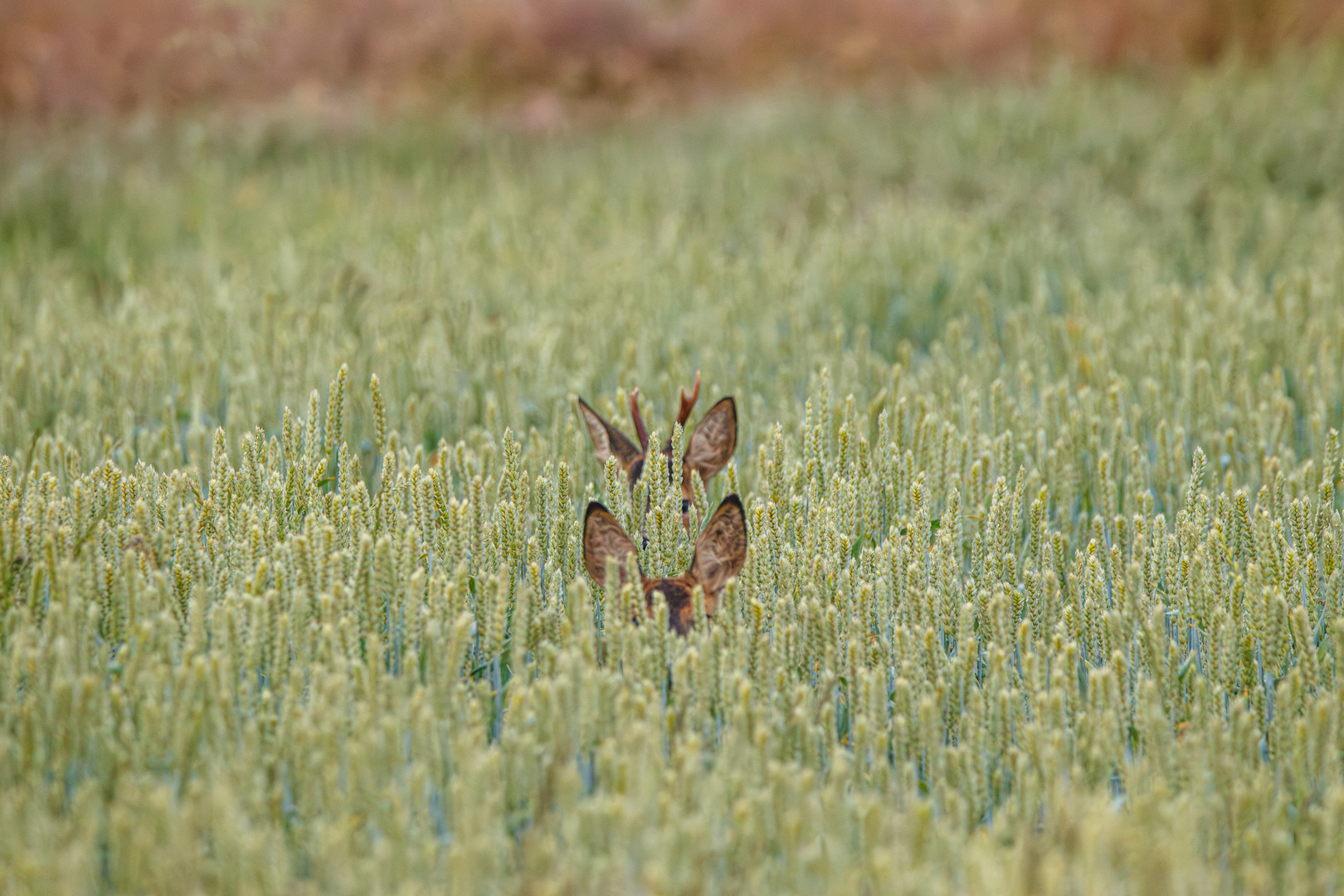 Rehe am Morgen