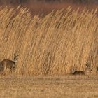 Rehe am Morgen