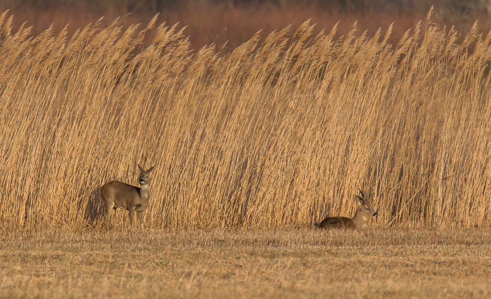 Rehe am Morgen