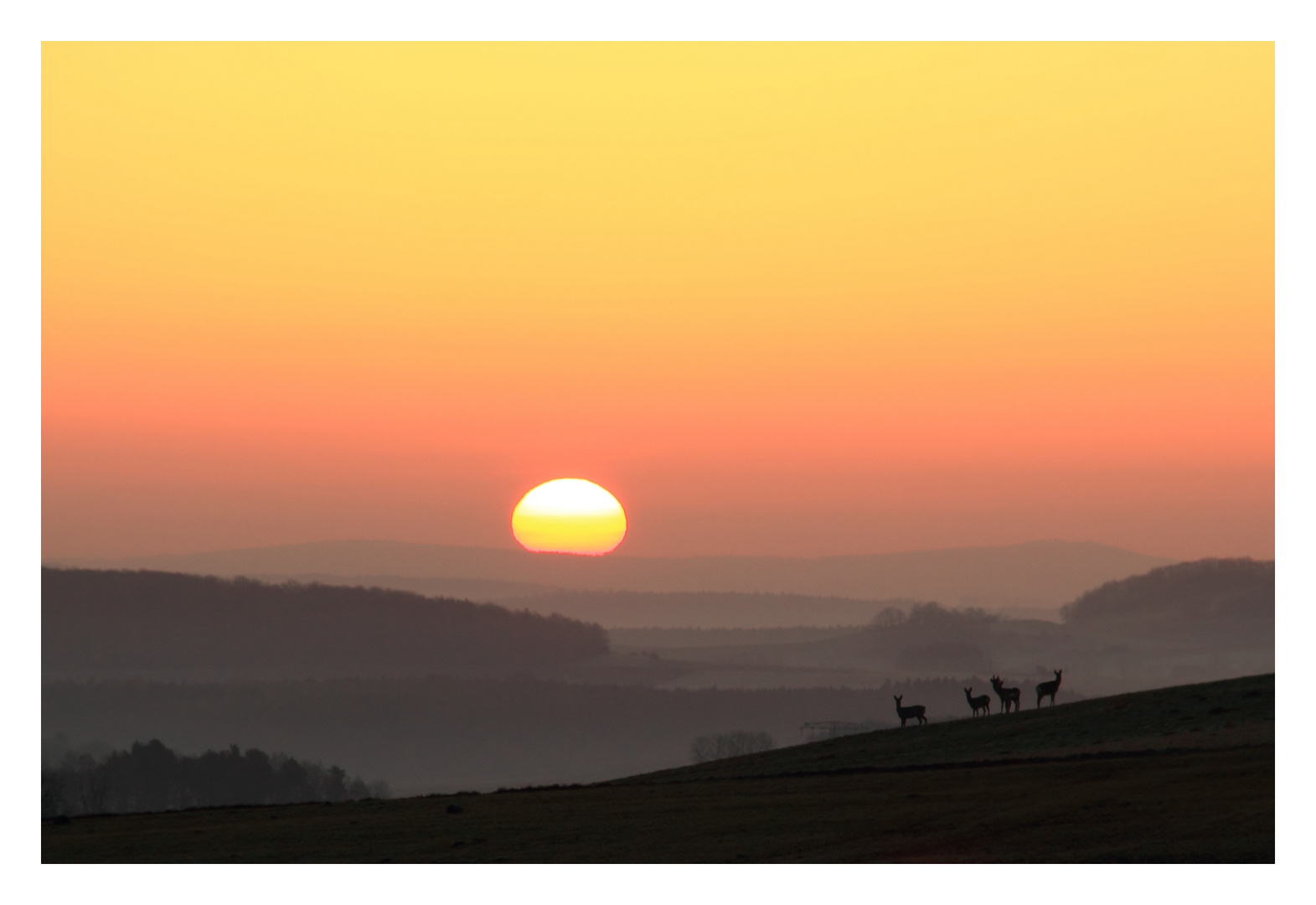 Rehe am morgen