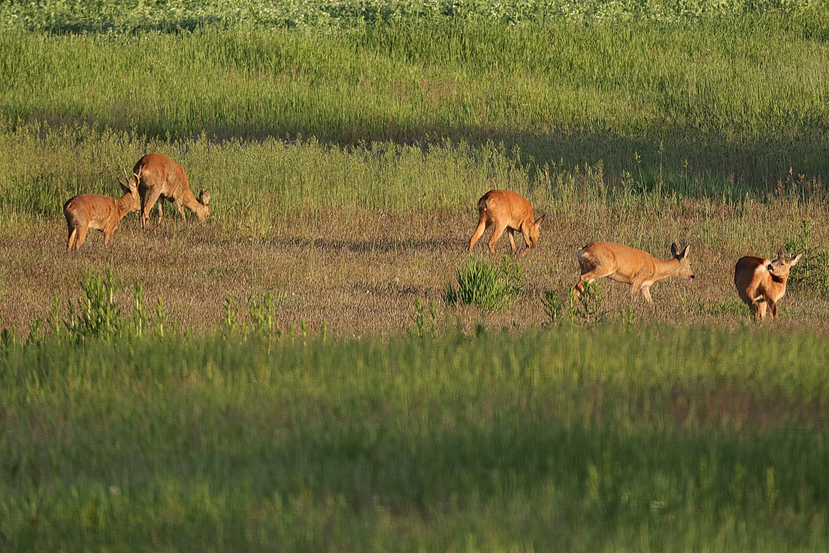 Rehe am Morgen