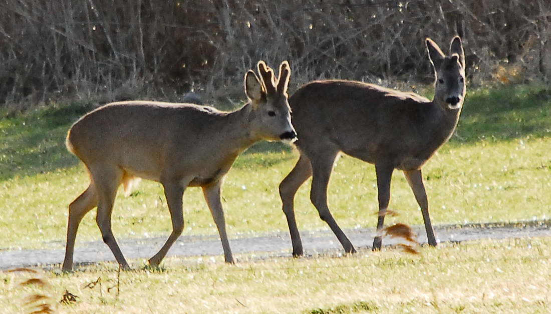 Rehe am Nachmittag