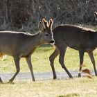 Rehe am Nachmittag