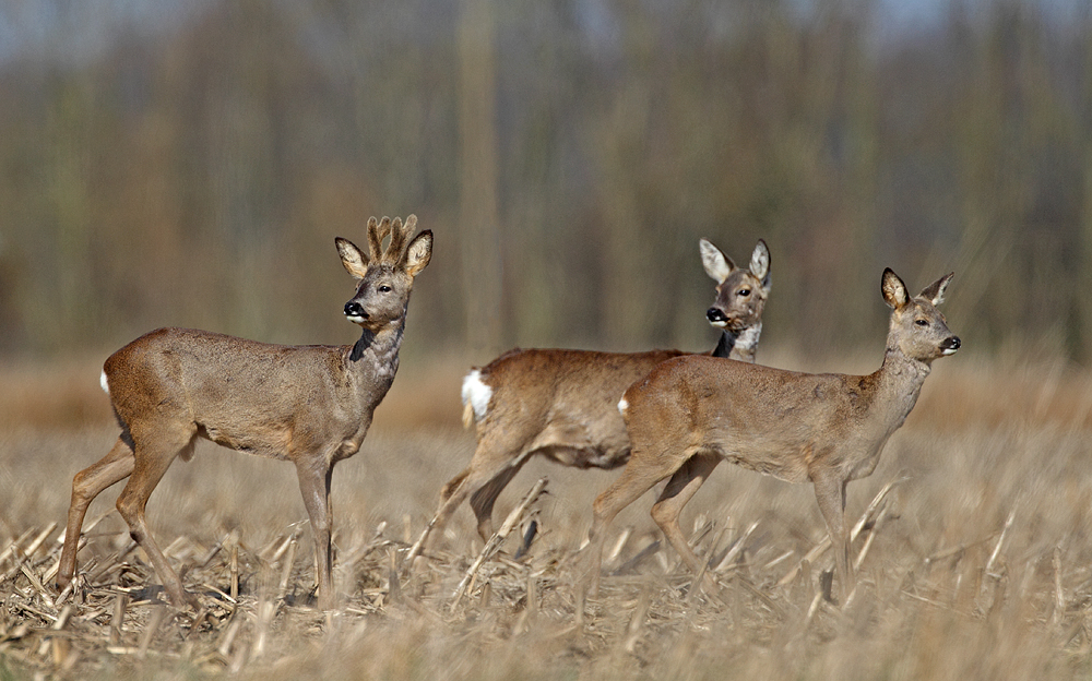 Rehe am Nachmittag