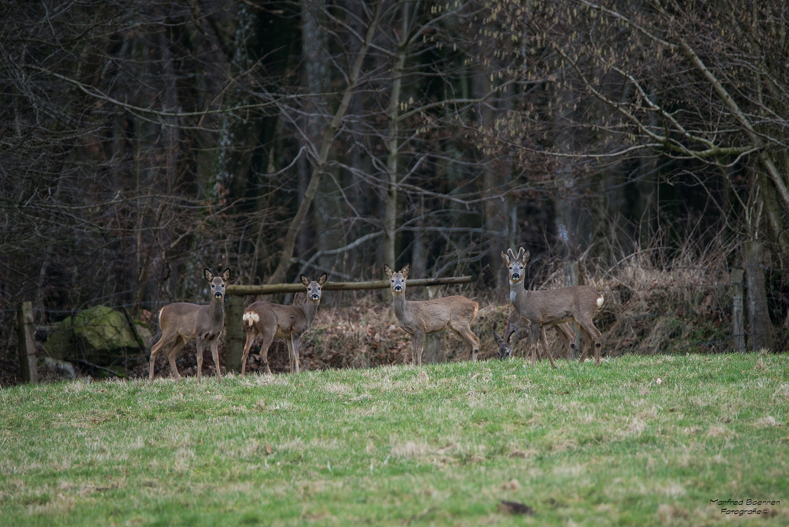 Rehe am Ortsrand