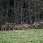 Rehe am Ortsrand