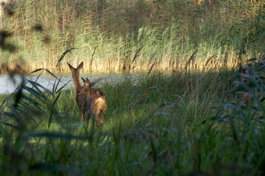 Rehe am See