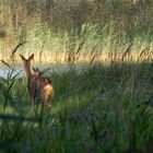 Rehe am See