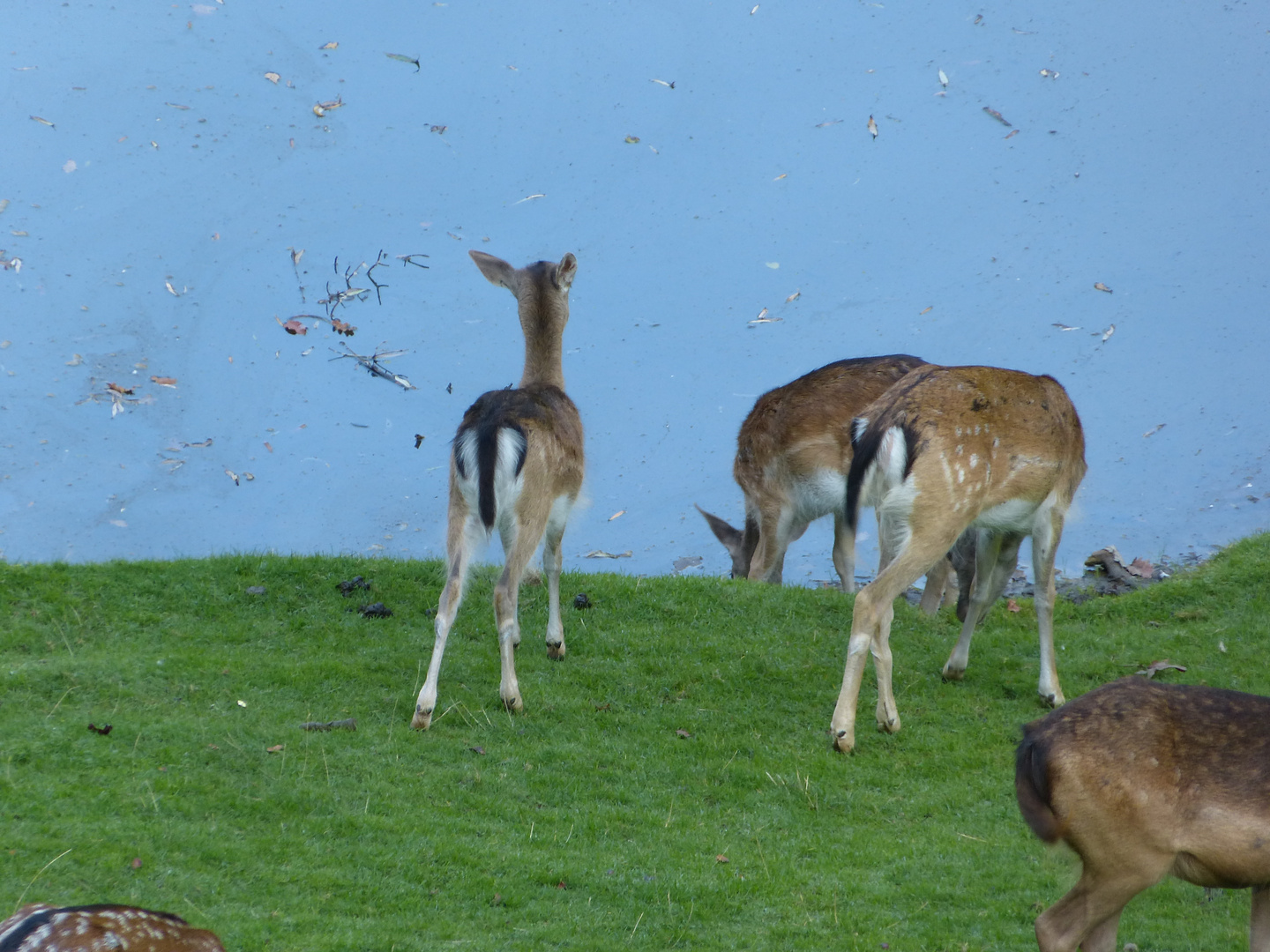 Rehe am See