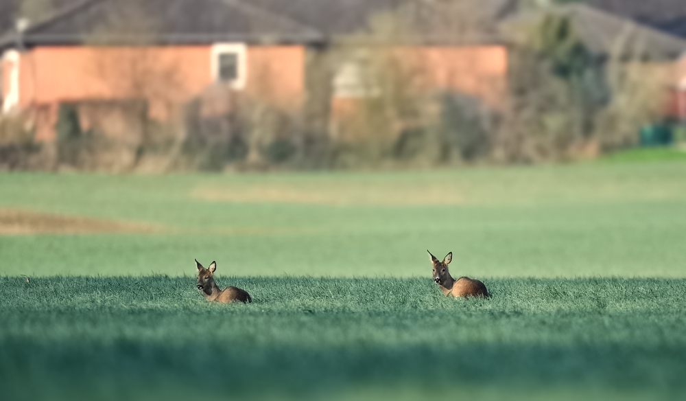 Rehe am Siedlungsrand