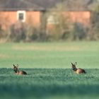 Rehe am Siedlungsrand