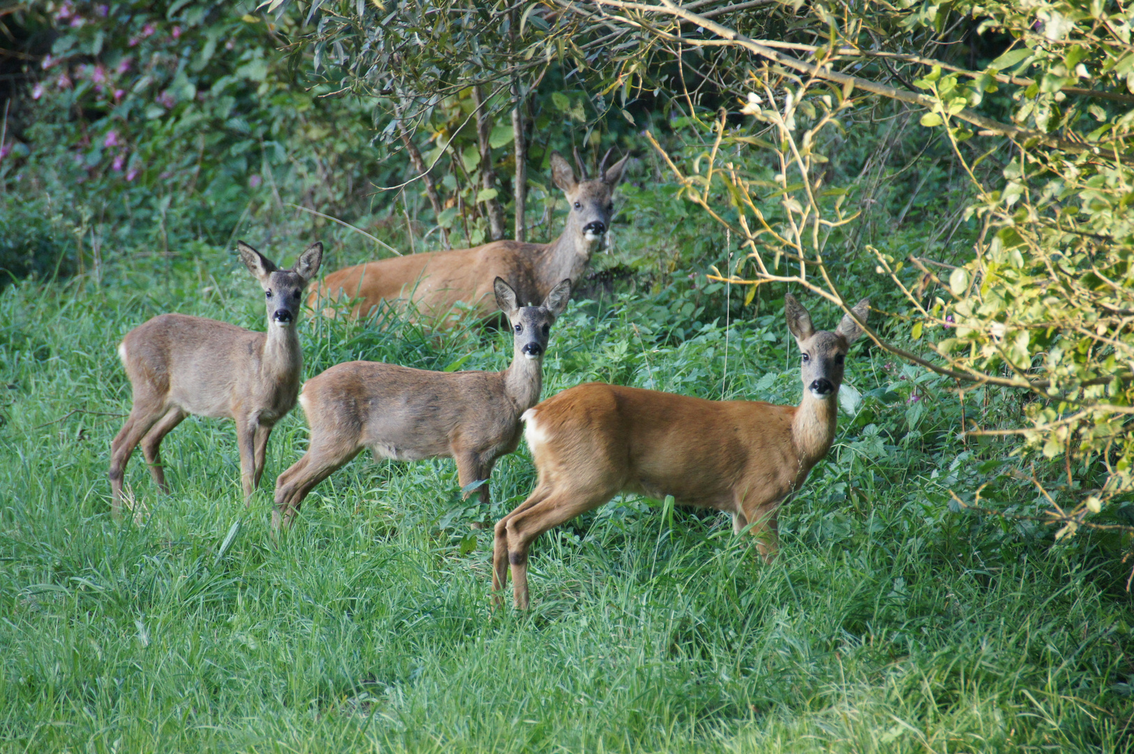 Rehe am Sommerabend