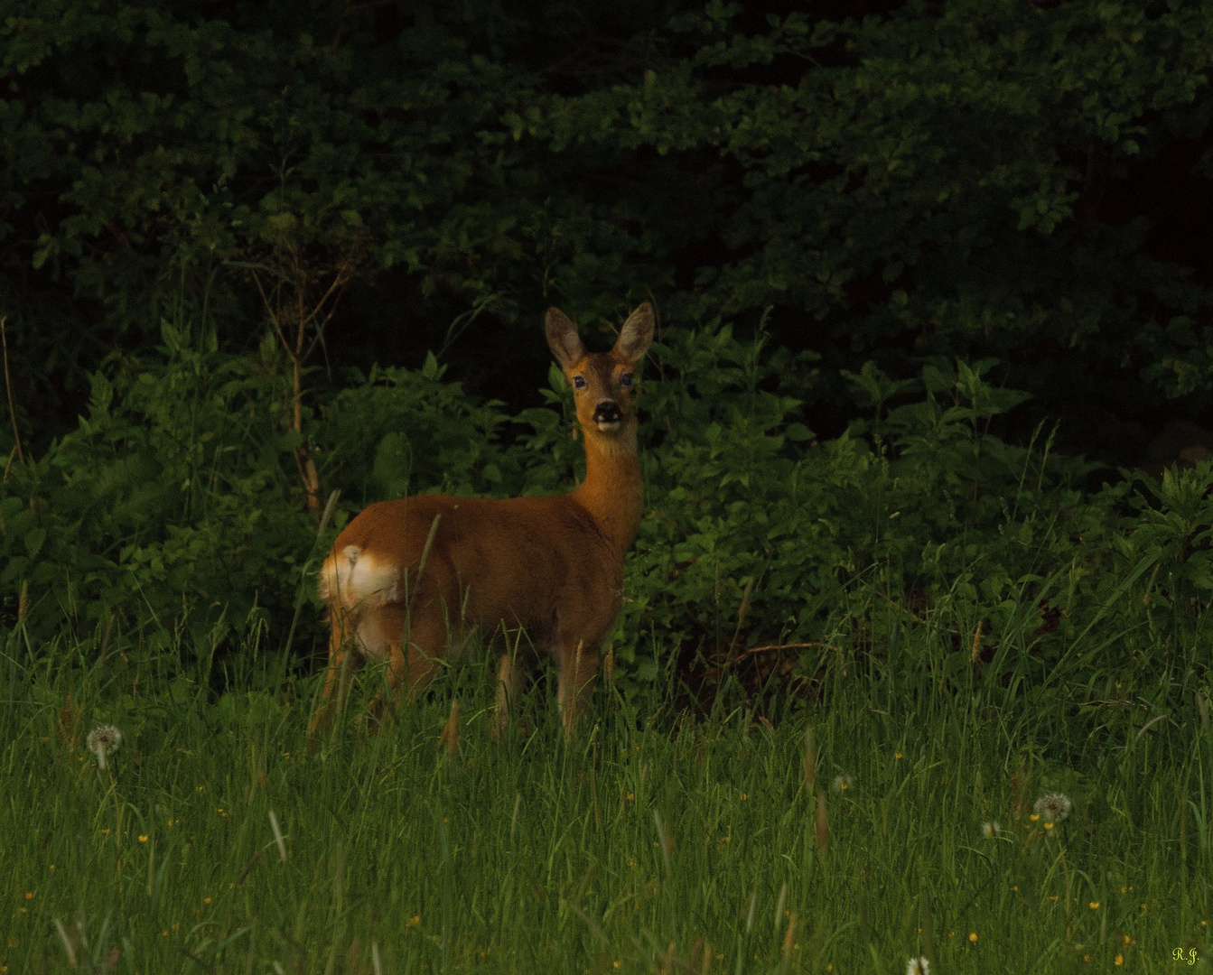 Rehe am Sonntagmorgen