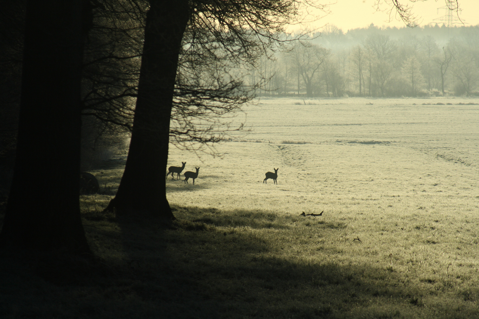 Rehe am Waldrand