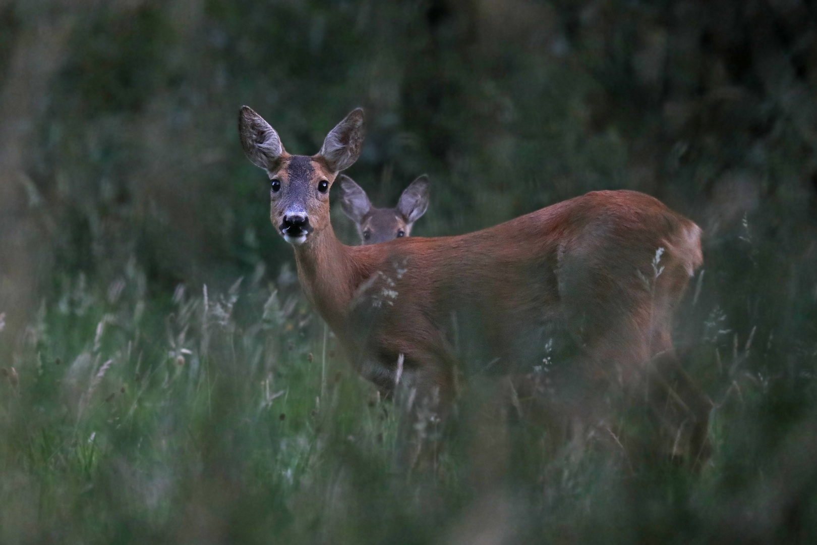 Rehe am Waldrand