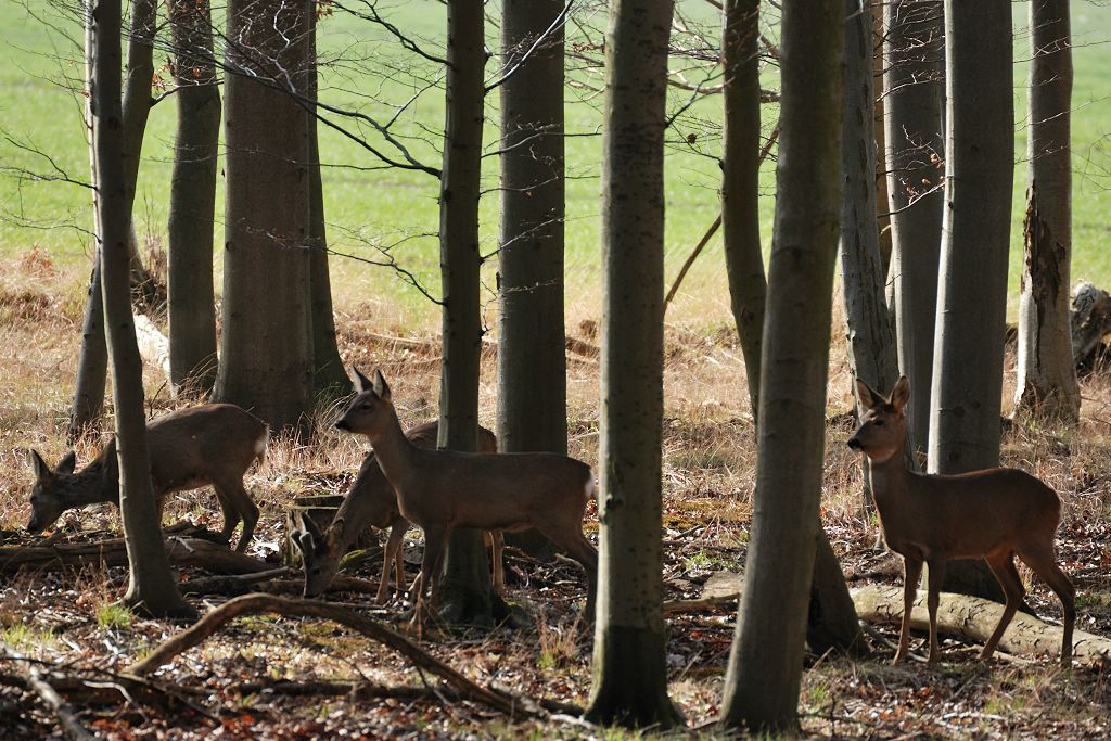 Rehe am Waldrand