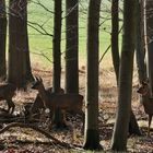 Rehe am Waldrand