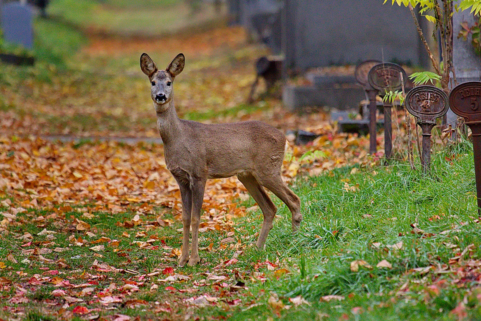 Rehe am Wiener Zentralfriedhof (2)