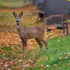 Rehe am Wiener Zentralfriedhof (2)