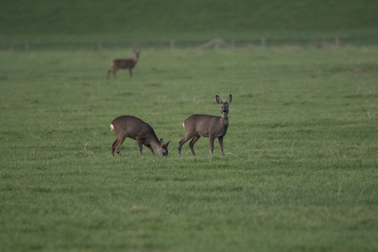 Rehe an 7DMarkII+Tamron150-600mm+Kenko1.4