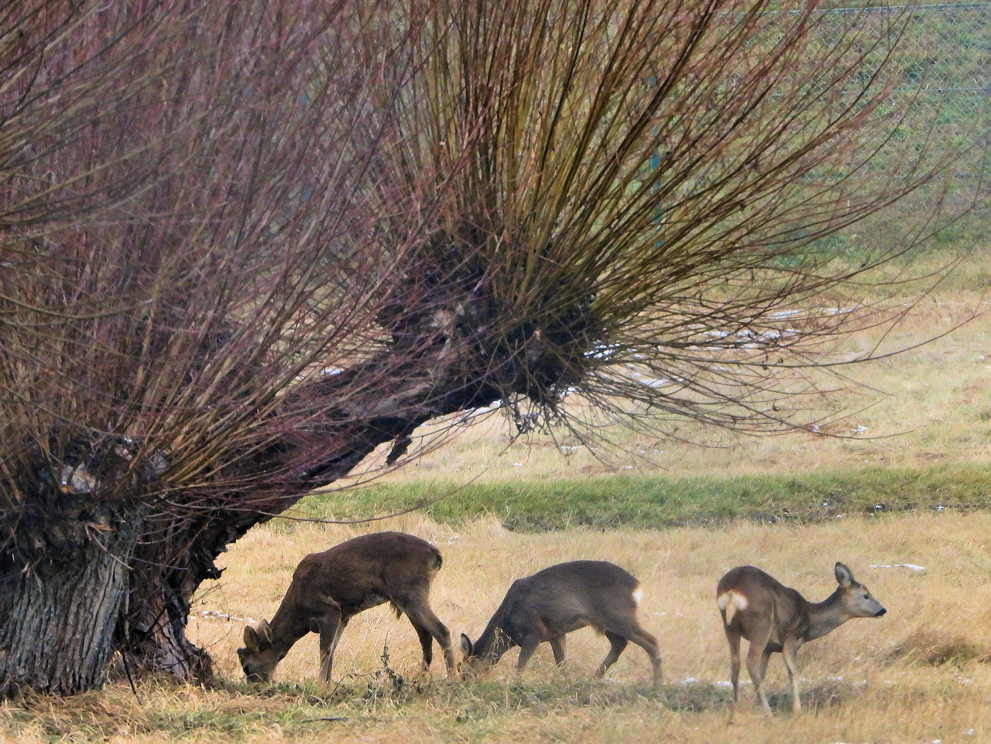 Rehe an der Kopfweide