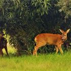 Rehe an der Kopfweide