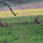 Rehe an der Ruhme